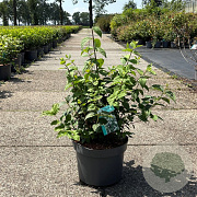 Philadelphus 'Virginal' 80-100 cm 10L