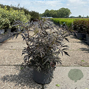Sambucus nigra Black Lace 80-100 cm 10L