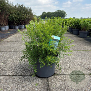 Spiraea arguta 60-80 cm 10L