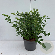 Symphoricarpos d. 'White Hedge' 40-50 cm 35L