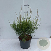 Tamarix tetrandra 40-50 cm 35L