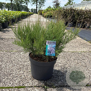 Tamarix tetrandra 80-100 cm 10L