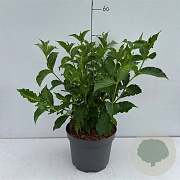 Weigela 'Styriaca' 50-60 cm 35L