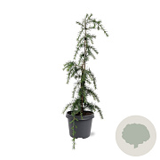 Cedrus l. 'Glauca Pendula' 60-80 cm 5,0L