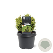 Cryptomeria j. 'Twinkle Toes' 15-20 cm 3,0L