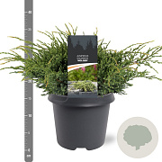 Juniperus squamata 'Holger' 30-40 cm 5,0L