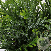 Thujopsis dolabrata 25-30 cm 3,5L