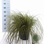 Carex oshim. 'Everoro' 40-50 cm 6,5L