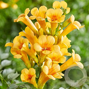 Campsis t. Golden Trumpet 100-150 cm 5,5L