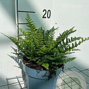 Dryopteris affinis GM 2,0L