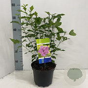 Hibiscus syr. 'Ardens' 40-50 cm 3,0L