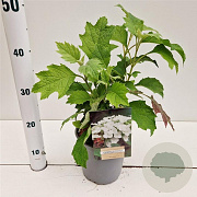 Hydrangea querc. Snow Queen 30-40 cm 2,0L