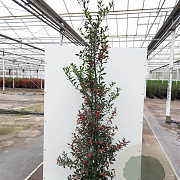 Ilex aq. 'Alaska' 250-300 cm draadkluit struik 175-200 diameter