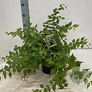 Kolkwitzia amabilis 40-50 cm 2,0L