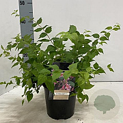 Kolkwitzia amabilis 'Pink Cloud' 40-50 cm 2,0L
