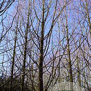 Metasequoia gl. 'Ogon' 50-60 HO draadkluit geveerd