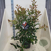Photinia fraseri 'Red Robin' 80-100 cm 10L