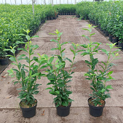 Prunus l. 'Novita' 80-100 cm 5,0L