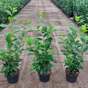 Prunus I. 'Rotundifolia' 80-100 cm 5,0L