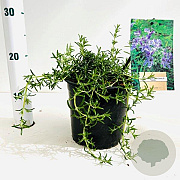 Rosmarinus off. 'Capri' 25-30 cm 2,0L