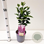 Syringa v. 'Sensation' 30-40 cm 2,0L
