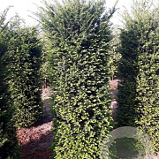 Taxus baccata 250 cm draadkluit haagelement