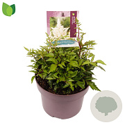 Astilbe (A) 'Astary White' GM C5