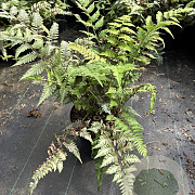 Athyrium niponicum 'Red Beauty' GM 2,0L