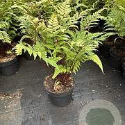 Athyrium otophorum 'Okanum' GM 2,0L