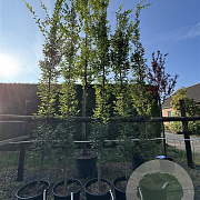 Carpinus bet. 'Fastigiata' 10-12 cm 50L geveerd