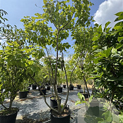 Catalpa bignonioides 350-375 cm cont. 130L