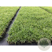 Carex morrowii 'Ice Dance' GM P9