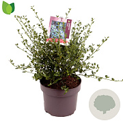 Ceanothus impressus 'Victoria' 30-40 cm 5,0L
