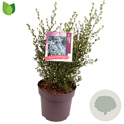 Ceanothus impressus 'Victoria' 50-60 cm 10L