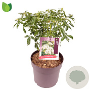 Choisya ternata 25-30 cm 5,0L