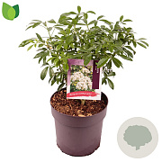 Choisya ternata 30-40 cm 10L