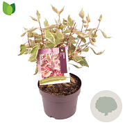 Cornus alba Miracle 30-40 cm 3,0L