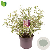 Cornus alba Miracle 40-50 cm 7,5L