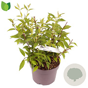 Deutzia lemoinei 30-35 cm 3,0L
