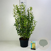 Forsythia int. 'Lynwood' 60-80 cm 7,5L