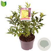 Forsythia int. Week-End 30-35 cm 3,0L