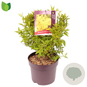 Forsythia int. Week-End 50-60 cm 7,5L