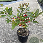 Ilex verticillata (vrl) 30-40 cm 2,0L