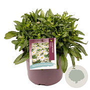 Leucanthemum (S) 'Madonna' GM C5