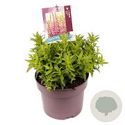 Lythrum Robin GM C5