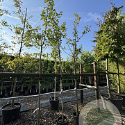 Malus d. 'Rode Boskoop' 8-10 HO 20L