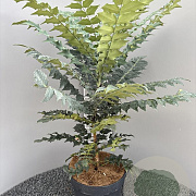 Mahonia media 'Winter Sun' 50-60 cm 10L