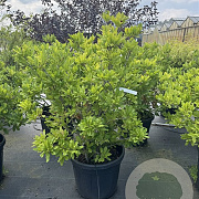 Magnolia stellata 100-120 cm cont. 70L