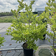 Magnolia stellata 120-140 cm 30L