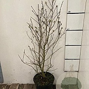 Magnolia stellata 80-100 cm 10L